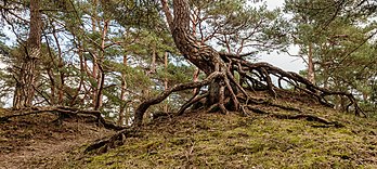 Raízes expostas de um pinheiro-silvestre (Pinus sylvestris) ao sul de Hulshorst, província de Guéldria, Países Baixos (definição 4 719 × 2 109)