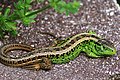 Roplių (Reptilia) klasės rūšis - Vikrusis driežas (Lacerta agilis)