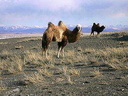 Chameaux dans la steppe de la Tchouïa.