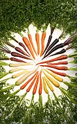 File:Carrots of many colors.jpg (2006-06-17)