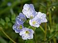 22. Indás csatavirág (Polemonium reptans) a nashville-i Cheekwood botanikus kertben (javítás)/(csere)