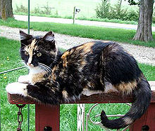 A cat with patches of orange and black fur.pigmentaciju