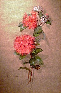 Ohia Lehua Blossoms, undated, gouache
