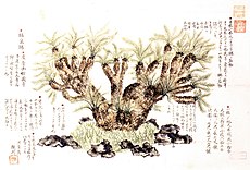 妙國寺蘇鉄之図。寛延3年（1750年）。