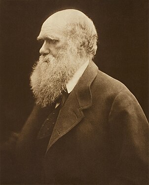 Charles Darwin by Julia Margaret Cameron, restored by Adam Cuerden