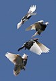 להקת יונים בתעופה מראה שלבים שונים של טפיחת הכנף.