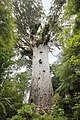 Tāne Mahuta, an Agathis australis in Waipoua Forest, the largest tree in New Zealand by volume