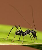 Bush cricket Macroxiphus nymph mimics ants, whereas the adult is aposematic.