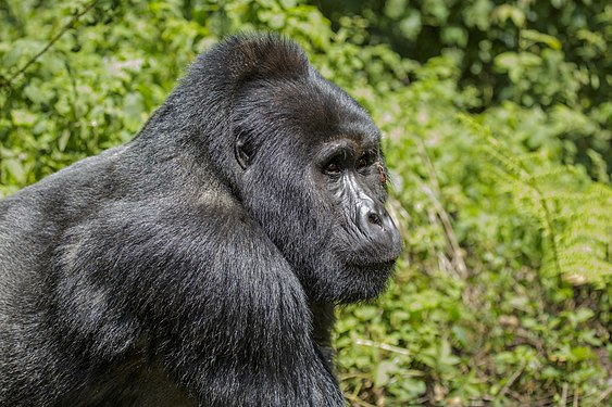 Mountain gorilla (Gorilla beringei beringei) - - Bwindi Impenetrable National Park. Photograph: Thomas Fuhrmann