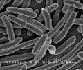 Espécie Escherichia coli, do filo eubactéria, do domínio bactéria.