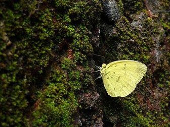 Eurema blanda é uma pequena borboleta da família Pieridae encontrada na Ásia. (definição 3 122 × 2 339)