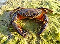 Crustaceans of the Black Sea