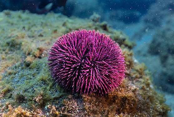 Purple sea urchin (Sphaerechinus granularis) at Garajau Marine Nature Reserve, Madeira Island, by Diego Delso (CC BY-SA 4.0)