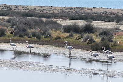 Flamingos resting, Nature of Lesbos (birds) April 2019