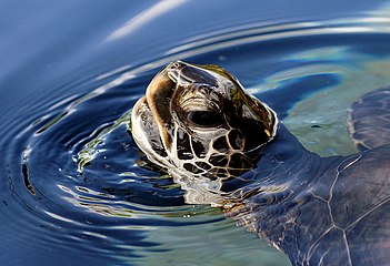 A green sea turtle at Key West, US