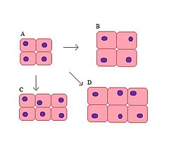 Звычайныя клеткі (А), гіпертрафія (B), гіперплазія (C) і камбінацыя (D).