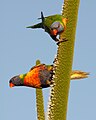 Trichoglossus haematodus -- Rainbow Lorikeet introduced into WA 1960's now classed as a pest