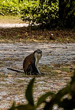 A picture of a monkey at the lekki reservation centre,Lagos,Nigeria.