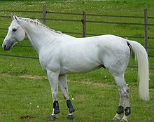 Profil gauche d’un cheval gris clair ; dans son pré, il porte des protections à ses membres.