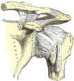 O ombro esquerdo, as articulações acromioclaviculares e os ligamentos da escápula.