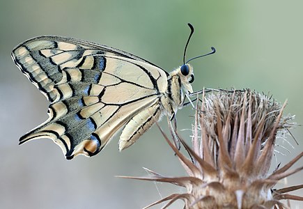 Kırlangıçkuyruk kelebeği (Papilio machaon) kanat altı görünümü. (Erdemli, Mersin - Türkiye) (Üreten: Zeynel Cebeci)