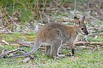 Thumbnail for Fauna of Australia