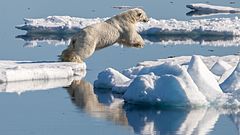 Third place: Male Polar bear (Ursus maritimus) chasing a bearded seal. – Attribution: Andreas Weith (CC BY-SA 4.0)