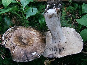 Face superior e face inferior (ligada ao tronco) do chapéu de cogumelos maduros.