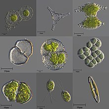Nhiều loại tảo nước ngọt đơn bào và thuộc địa cực nhỏ