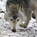 Canis lupus lycaon English: Timberwolf Deutsch: Timberwolf