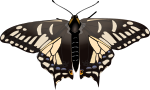 Papilio zelicaon
