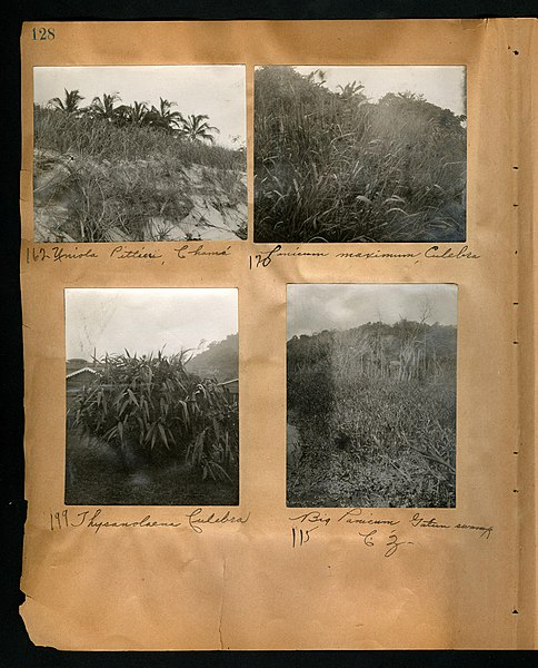 File:Chase album, 1898, 1903, and undated (Page 128) BHL46399563.jpg