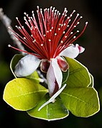 The crisp, spicy-sweet tasting petals of feijoa flowers are edible.