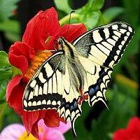 金鳳蝶 Papilio machaon。