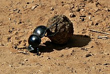 Lo scarabeo stercorario incapace di volare occupa una nicchia ecologica: sfruttare gli escrementi degli animali come fonte di cibo.