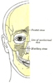 Outline of bones of face, showing position of air sinuses.