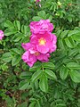 Raukšlėtalapis erškėtis (Rosa rugosa) augantis Tokijo Džindai botanikos sode