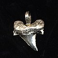 Shark tooth cast pendant