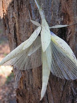 En vandrande pinne av arten Tropidoderus childrenii med vingarna utfällda