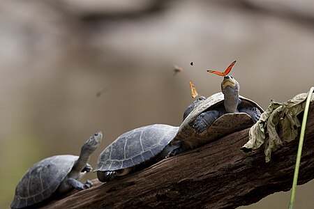 Two Julia Butterflies drinking the tears from the turtles in Ecuador