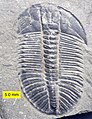 Olenoides serratus um artrópode trilobite Comprimento: 10 cm