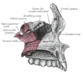 Articolazione dell'osso mascellare sinistro con il palatino omolaterale.