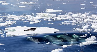 A group of killer whales attempt to dislodge a crabeater seal on an ice floe