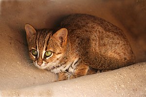 Rusty spotted cat (చిరుత పిల్లి). ఆసియా ఖండం లోనే అతి చిన్న అడవి పిల్లి. ఇవి భారత్, శ్రీలంకలో మాత్రమే కనిపిస్తాయి.
