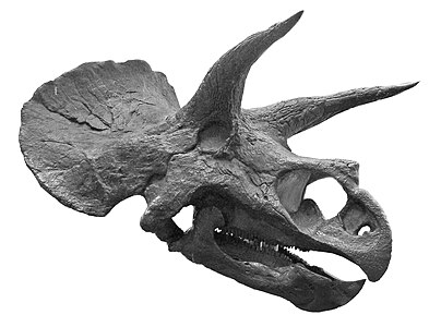גולגולת של Triceratops horridus מאופיינת בחוטם ומקור ארוכים יחסית וקרן-אף קצרה הפונה למעלה.