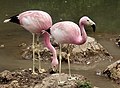 andoki flamingó