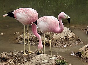 Andide flamingo Phoenicoparrus andinus