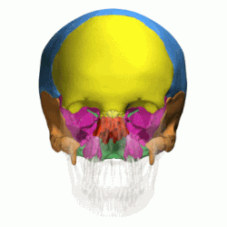 Тривимірне анімаційне зображення черепа. Лицеві кістки показані прозорими.    лобова кістка (1)    тім'яні кістки (2)    клиноподібна кістка (1)    скроневі кістки (2)    потилична кістка (1)    решітчаста кістка (1)