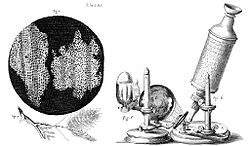 en reproduksjon av Hookes figurtegning av celler slik de så ut i mikroskopet, og en tegning av mikroskopet han brukte