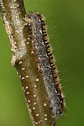 Lasiocampa quercus 4th instar caterpillar Keila (side view).jpg (SDG 15)